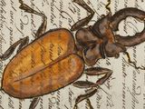 a drawing of a beetle on top of a piece of paper