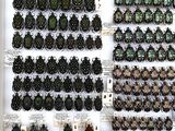 many different types of beetles on display in a display case