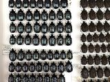a lot of beetles on display in a display case