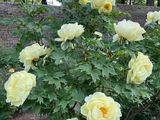 un buisson de roses jaunes poussant dans un jardin