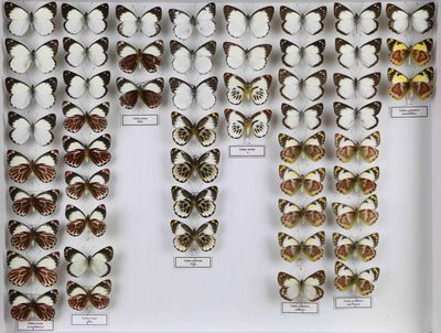 de nombreux types de papillons différents présentés dans une vitrine