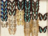 a lot of butterflies that are in a white box