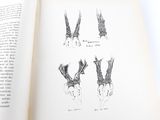 a book open to a page with drawings of birds
