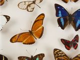 many different types of butterflies on display in a glass case