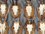 de nombreuses têtes d'antilopes accrochées au mur