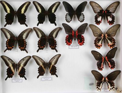 de nombreux papillons exposés dans une vitrine