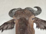 a close up of a cow ' s head with large horns