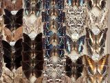 a lot of butterflies that are on display in a box