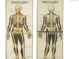 two posters of a skeleton and a human body