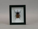 a close up of a bug in a black frame on a white background