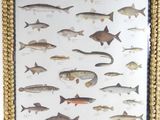 an image of a framed picture of fish on a wall