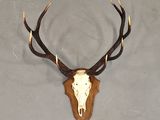 a picture of a deer skull mounted on a wall