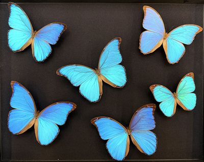 six blue butterflies in a shadow box on a black surface