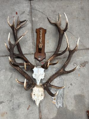 un crâne de cerf avec des bois et un couteau posé par terre