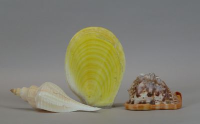 three different types of seashells on a gray surface