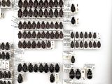 a picture of a display of bugs on a wall