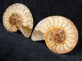 two ammonite fossils on a black background
