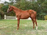 a brown horse that is standing in the grass