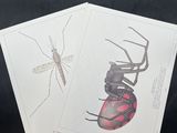 two cards with a drawing of a spider and a bug on them