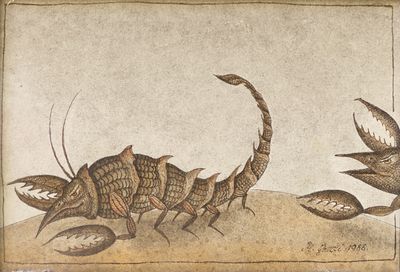 an image of a drawing of a scorpion and a bird