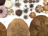 many different types of sea urchins in a box