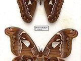 two large moths in a display case with labels on them