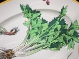 a picture of a plate with a bunch of vegetables on it