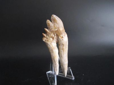 two pieces of tooth that are on a clear stand