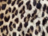 a close up picture of a leopard print fabric