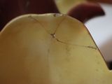 a close up of a piece of fruit with a crack in it