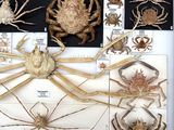 a lot of different types of spider specimens on display