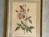 a framed picture of a rose on the wall