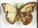 a brown and white butterfly sitting on top of a postage stamp