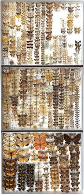 a lot of butterflies on display in a glass case