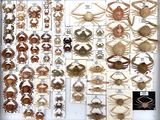 many different types of crabs on display in a book