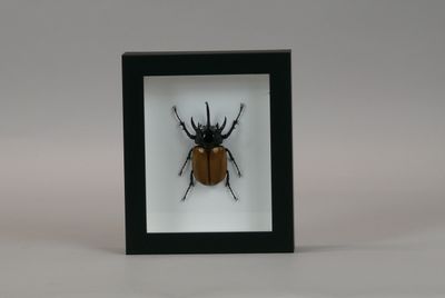 a close up of a bug in a black frame on a white background
