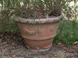 a plant that is sitting in a pot on the ground