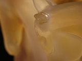 a close up view of a piece of glass with a flower inside of it