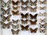 de nombreux types de papillons différents présentés dans une vitrine