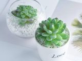 two small potted plants that are sitting on a table
