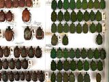 a lot of beetles that are on display in a case