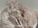 a close up picture of a garlic head on a table