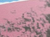 a picture of a person on a surfboard in the water