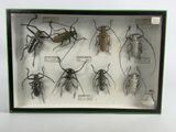 a lot of bugs that are in a display case