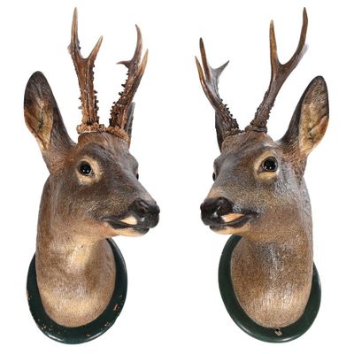 une paire de têtes de cerfs empaillées, accrochées au mur sur un fond blanc