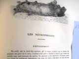 un livre ouvert sur lequel est posé un dessin représentant un chat