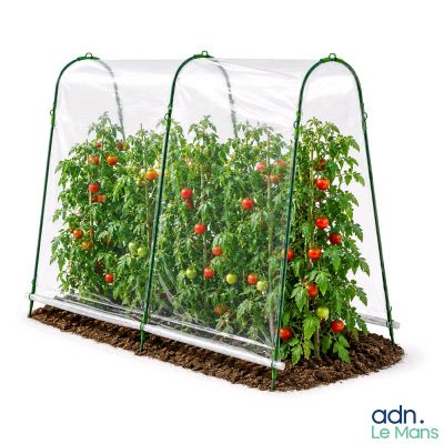 trois plants de tomates qui poussent à l'intérieur d'un abri transparent