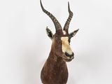 une image représentant une tête d'antilope accrochée au mur