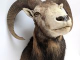 a goat head mounted on a wall with a white background