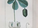 drawing of a plant with leaves and flowers on a white background